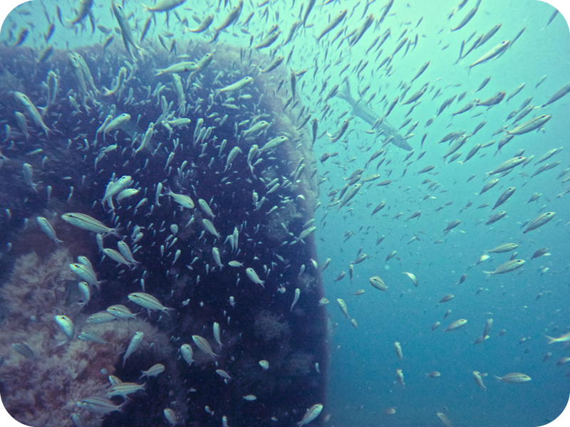 Offshore Artificial Reefs