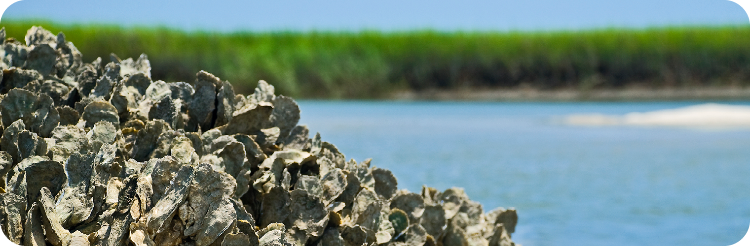 A close-up view of a cluster of oysters piled together in the foreground, with their rough, textured shells in shades of gray and brown. In the background, calm blue water stretches toward a shoreline lined with lush green marsh grasses under a clear blue sky. The scene highlights a coastal habitat, emphasizing the natural environment where oysters thrive.