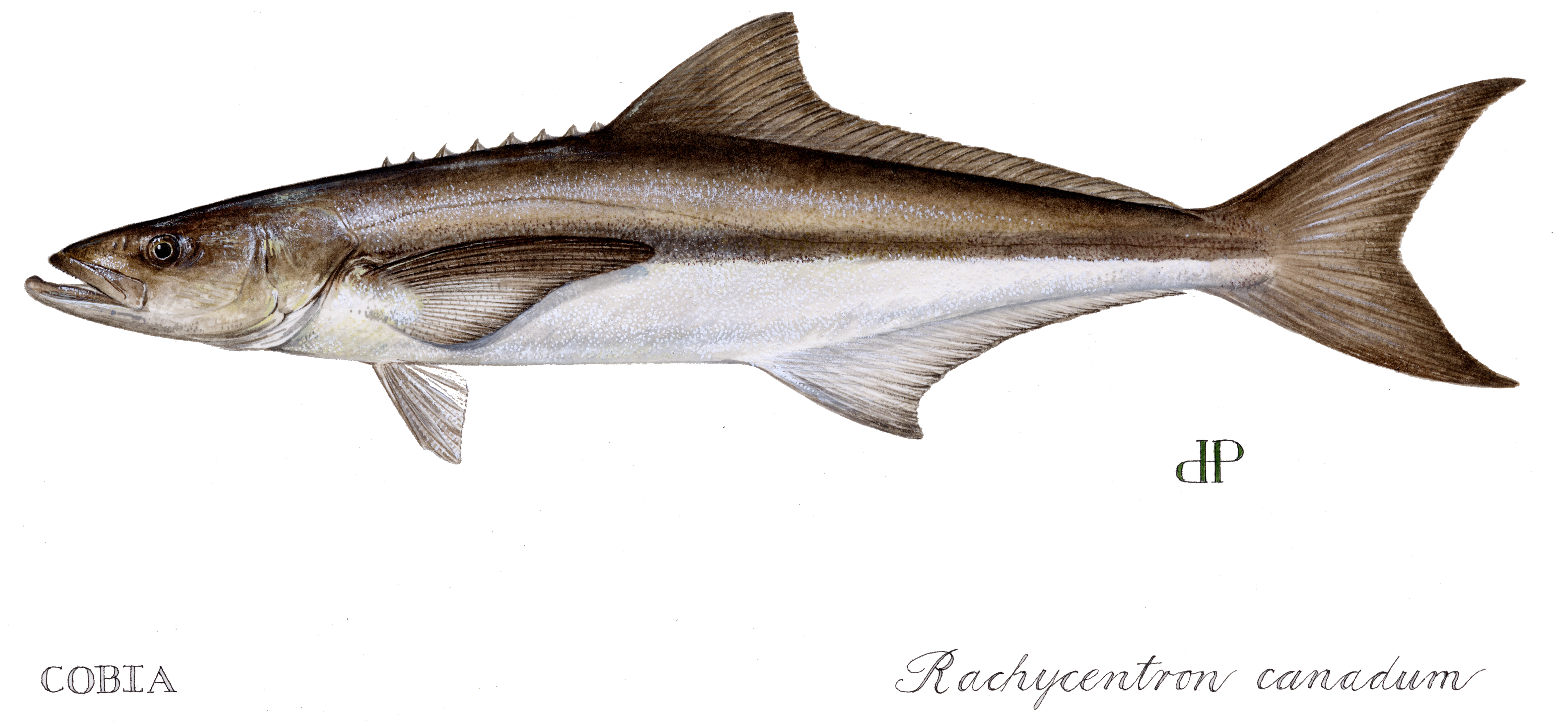 Cobia by Diane Rome Peebles