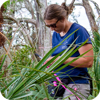 A female field researcher wearing a navy blue shirt, sunglasses, and a black waist pouch is working in a dense coastal environment. She is surrounded by green palmetto plants and other vegetation, with twisted tree branches in the background. She is holding a clipboard and writing notes while marking plants with bright pink flagging tape. The natural setting appears lush and slightly overgrown.