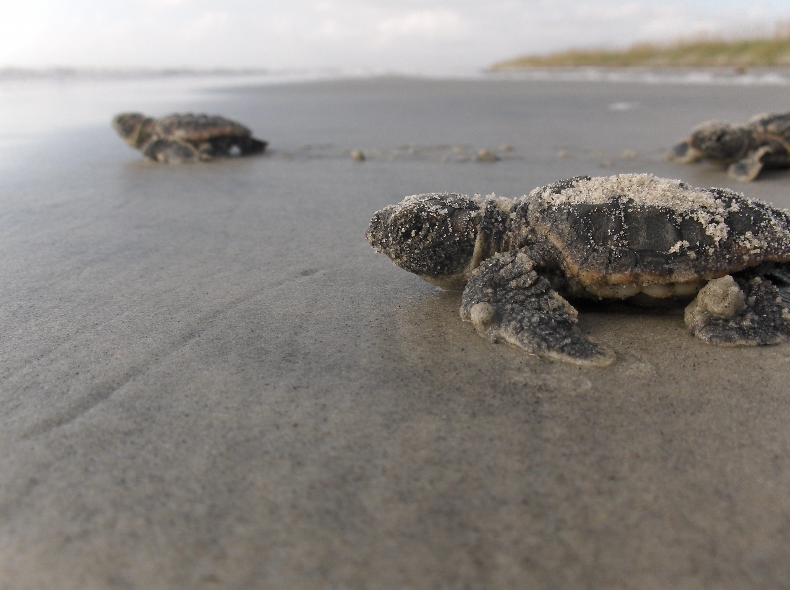 A hatchling loggerhead sea turtle makes its way to the ocean in this DNR file photo.