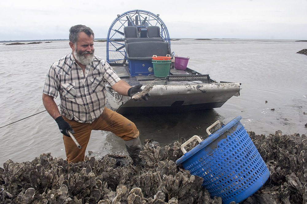 Oyster harvesting. DNR photo.