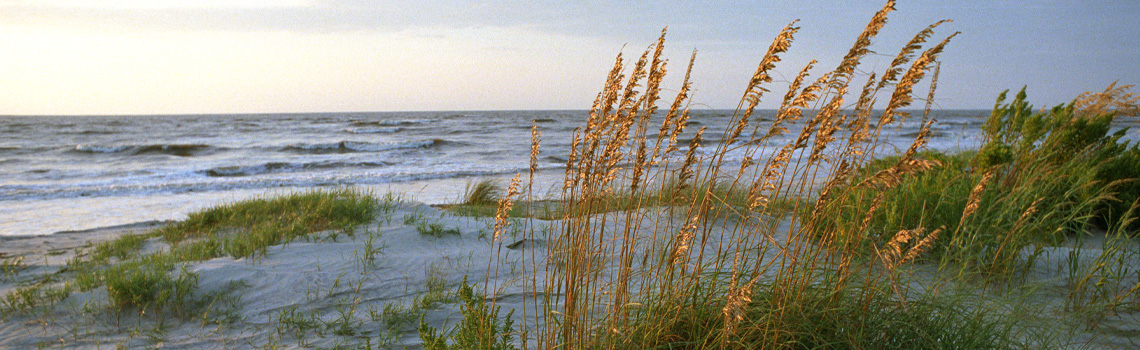 Sea oats by the shoreline