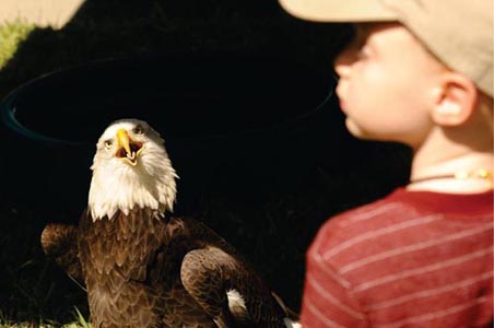 Photo of eagle