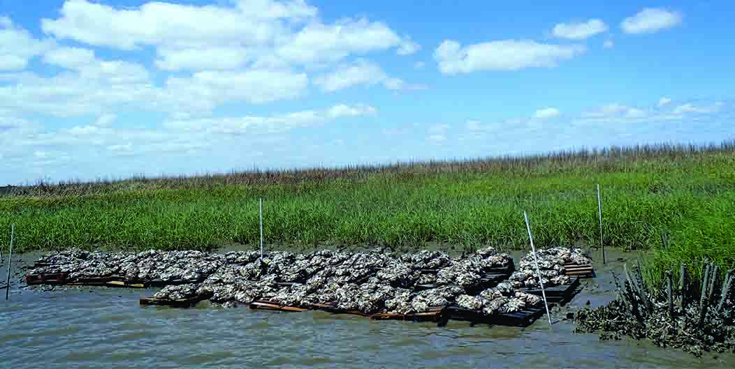 Jove Creek Oyster Reef