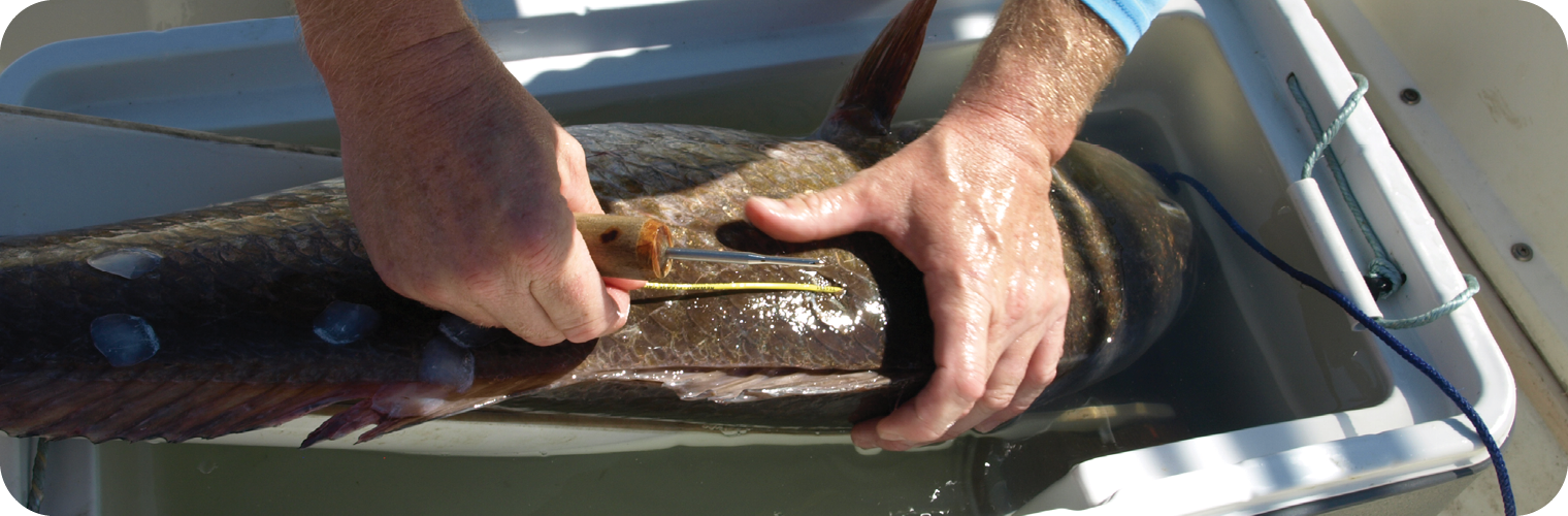 Cooperative Angler Tagging Project