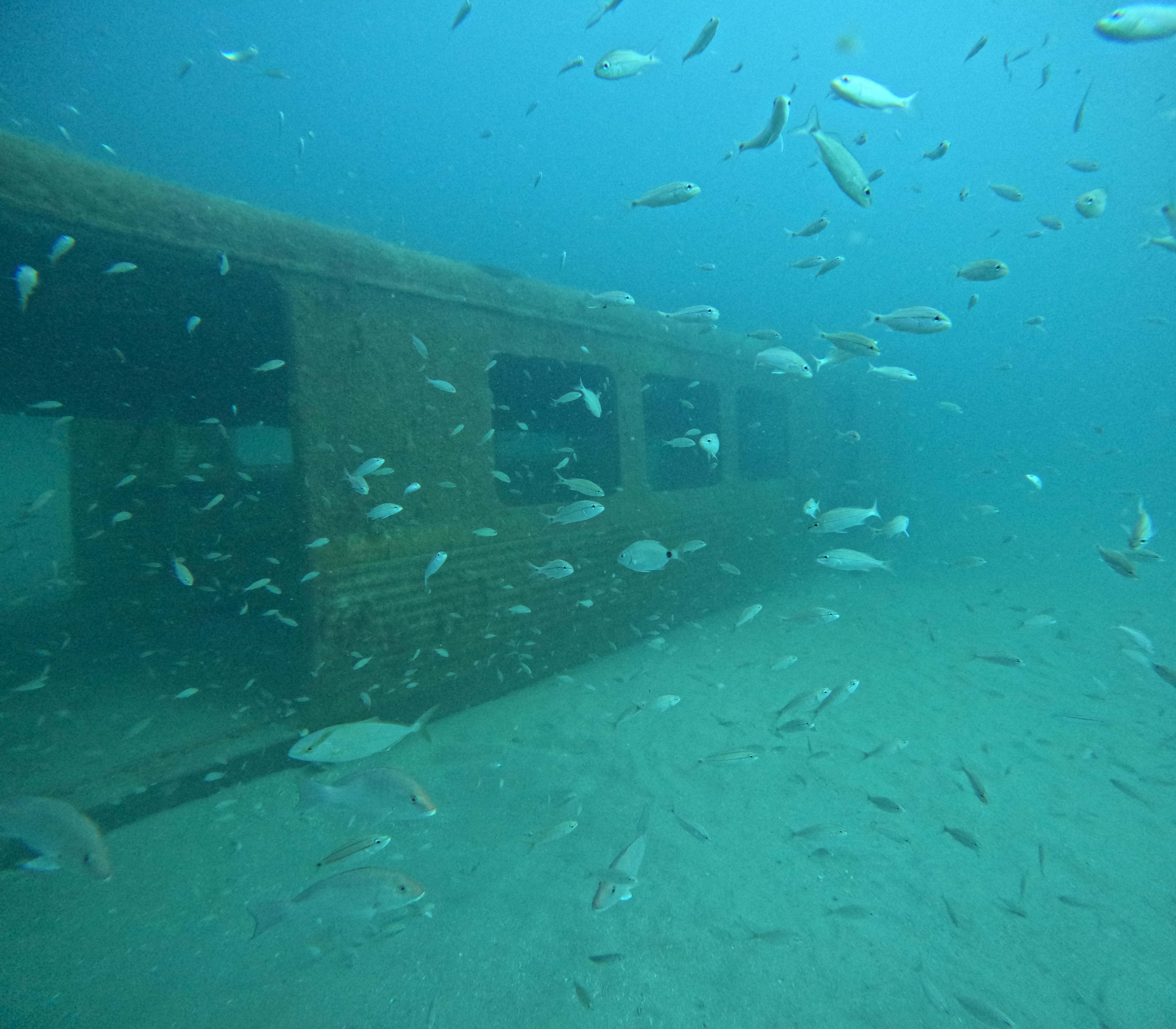 Submerged MARTA railcars are seen at Artificial Reef L during a dive July 30. 