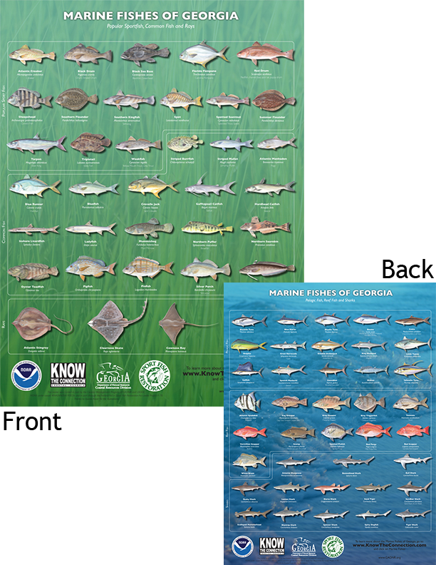 Marine Fishes of Georgia poster (two-sided)