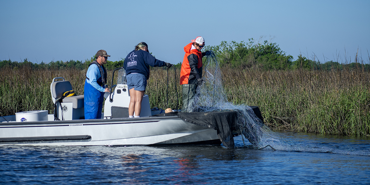 Three people aboard a small research boat deploy a large fishing net into the water along a coastal marsh. One person in orange rain gear handles the net while the others assist and monitor from the deck. The shoreline is lined with tall marsh grass under a clear blue sky.