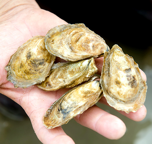  Re-opens Shellfish Harvest in State Waters