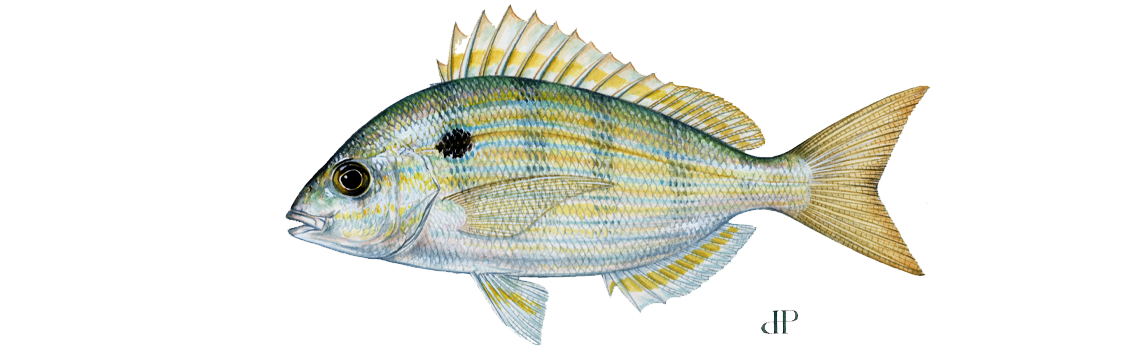 Pinfish | Department Of Natural Resources Division