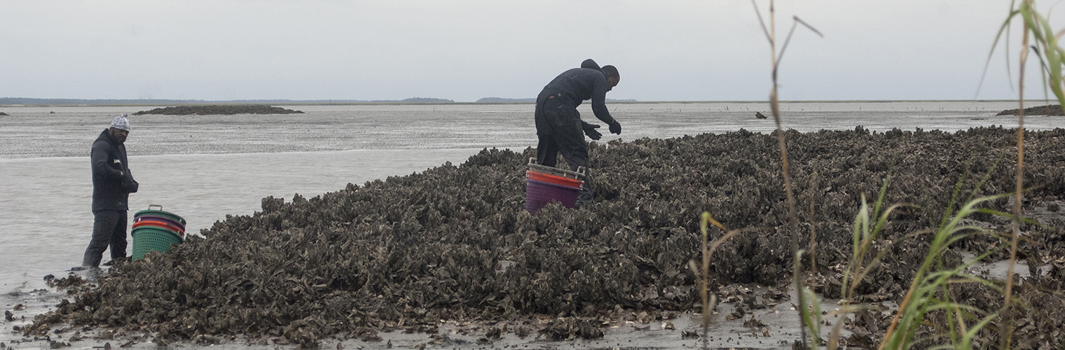 Shellfish & Water Quality Monitoring