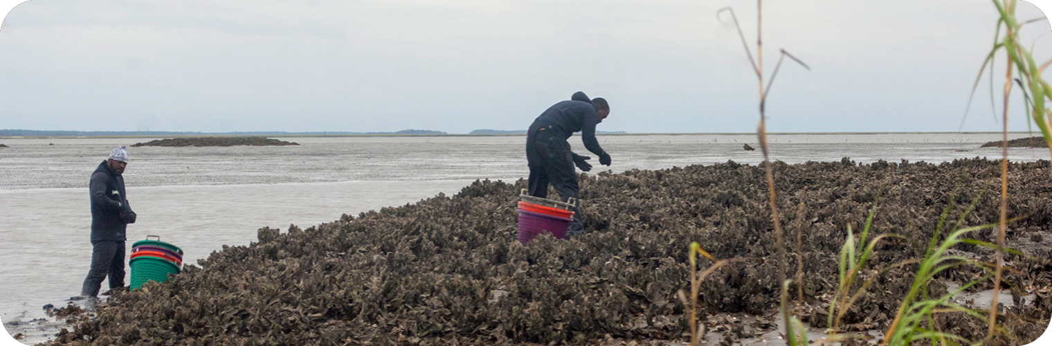 Shellfish & Water Quality Monitoring Shellfish & Water Quality Monitoring