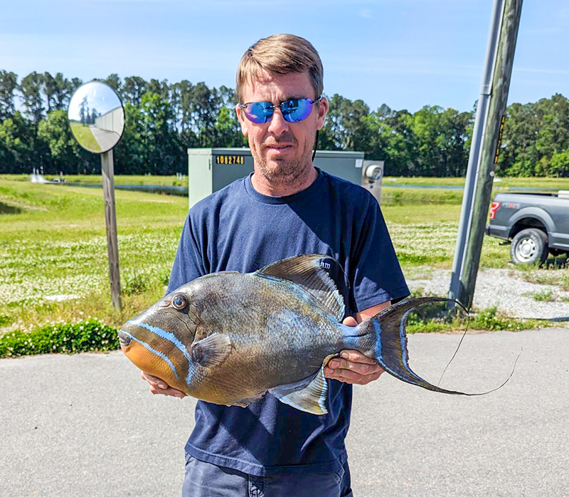 Ryan R. Simons with Queen Triggerfish. Provided photo.