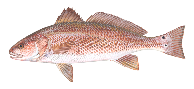 Illustration of Red Drum by Duane Raver.