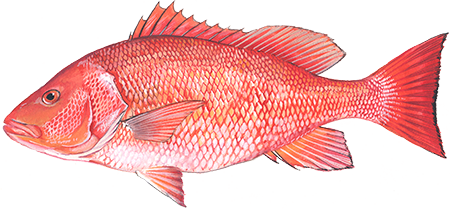Illustration of Red Drum by Duane Raver.