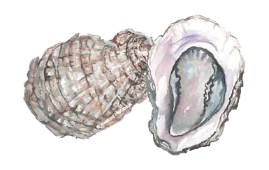 Illustration of an Eastern Oyster.