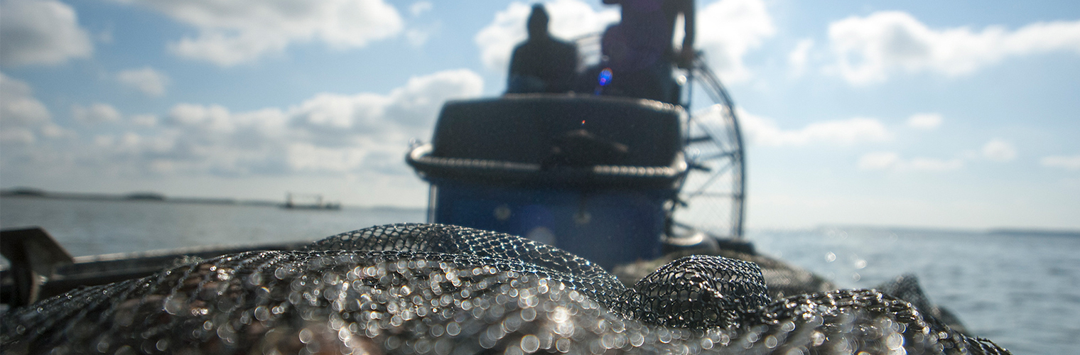 Workers harvest clams at Sapelo Sea Farms near Four Mile Island in McIntosh County. Workers harvest clams at Sapelo Sea Farms near Four Mile Island in McIntosh County.
