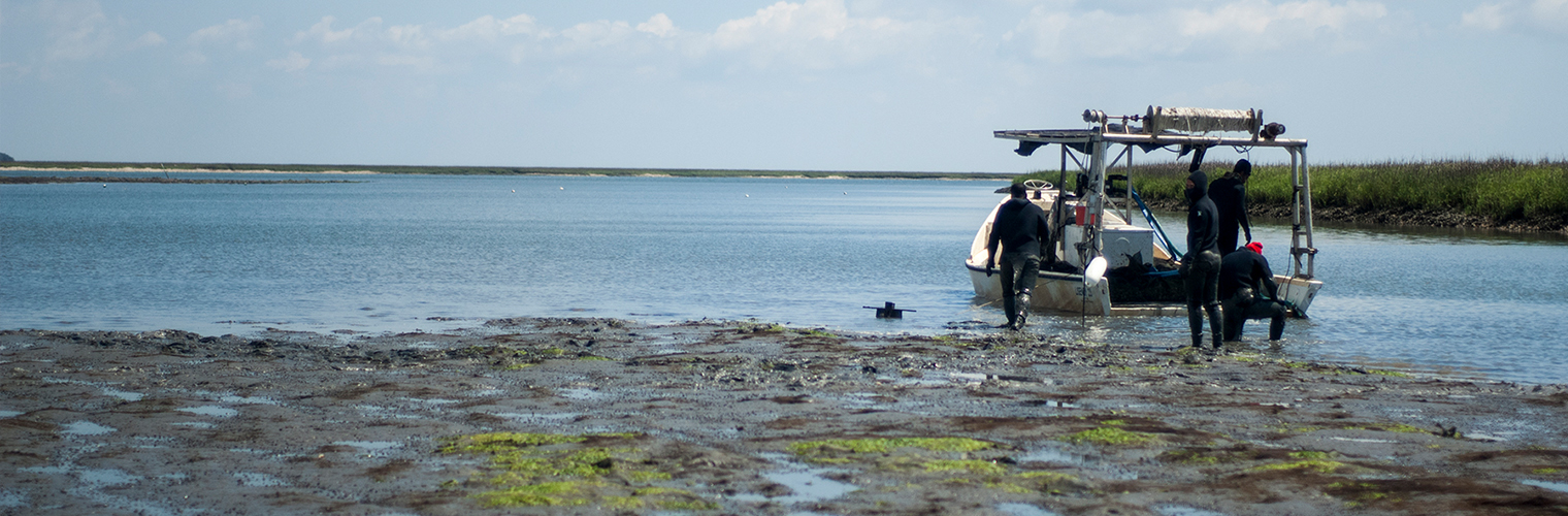 Workers harvest clams at Sapelo Sea Farms near Four Mile Island in McIntosh County. Workers harvest clams at Sapelo Sea Farms near Four Mile Island in McIntosh County.