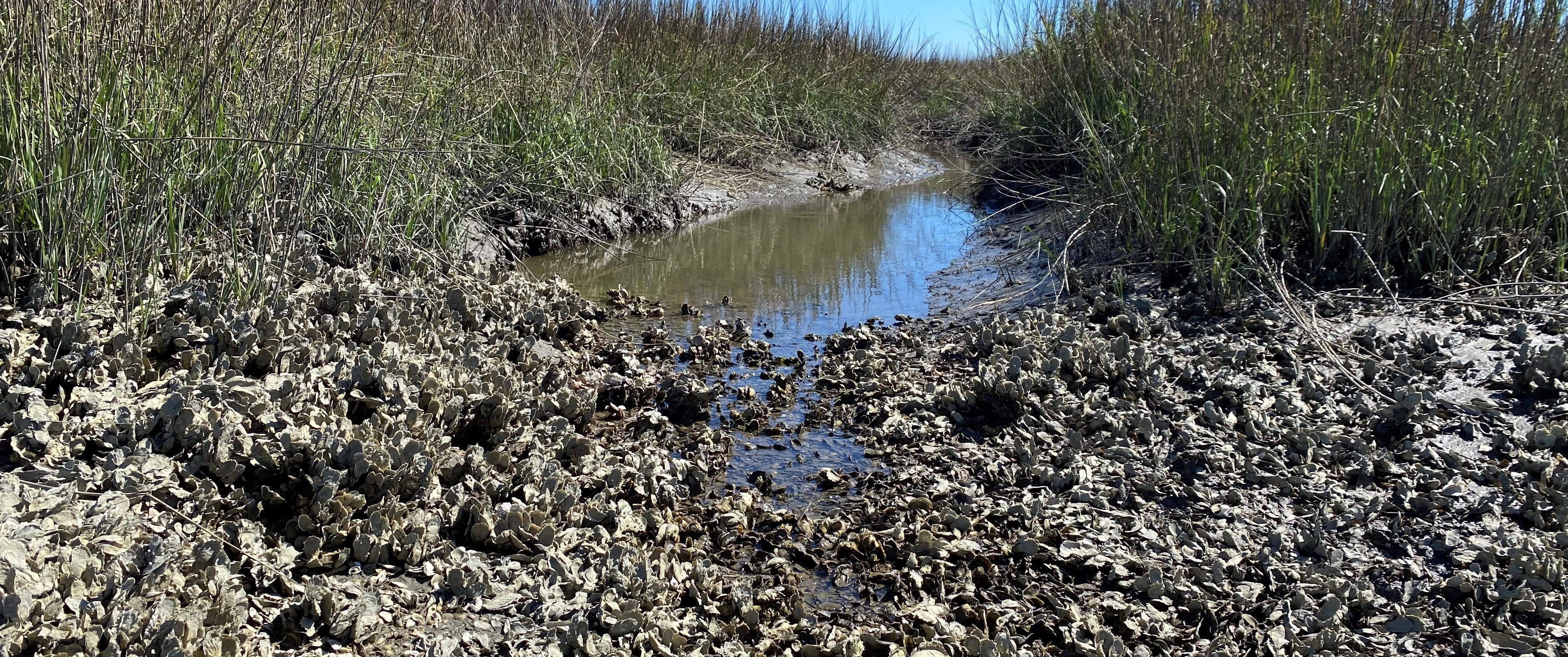 oyster dam