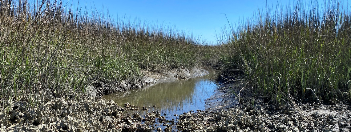 Oyster reef and smooth cordgrass surrounding a small tidal creek.