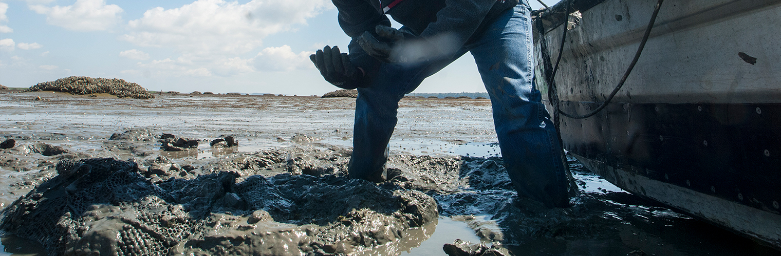Workers harvest clams at Sapelo Sea Farms near Four Mile Island in McIntosh County. Workers harvest clams at Sapelo Sea Farms near Four Mile Island in McIntosh County.