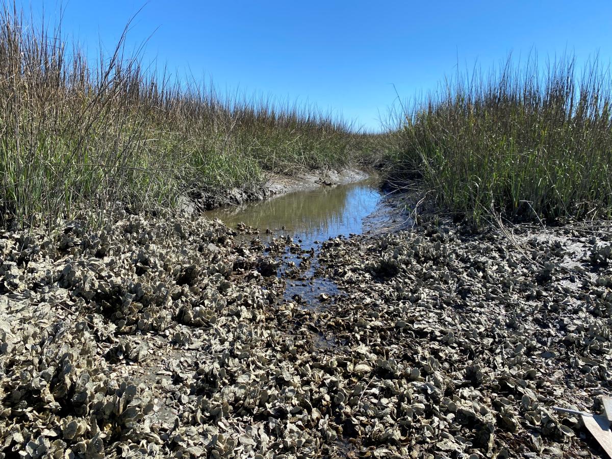 Shellfish beds