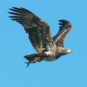 2 year old bald eagle flying