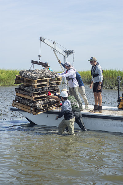 Staff of the Georgia Department of Natural Resources Coastal Resources Division and volunteer students from Georgia Southern University place bagged oyster shells on wooden pallets onto a riverbank of the North Newport River on Monday, Sept. 25, 2023, as part of an oyster restoration project. DNR photo by Tyler Jones.