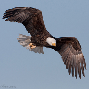 5 year old bald eagle flying