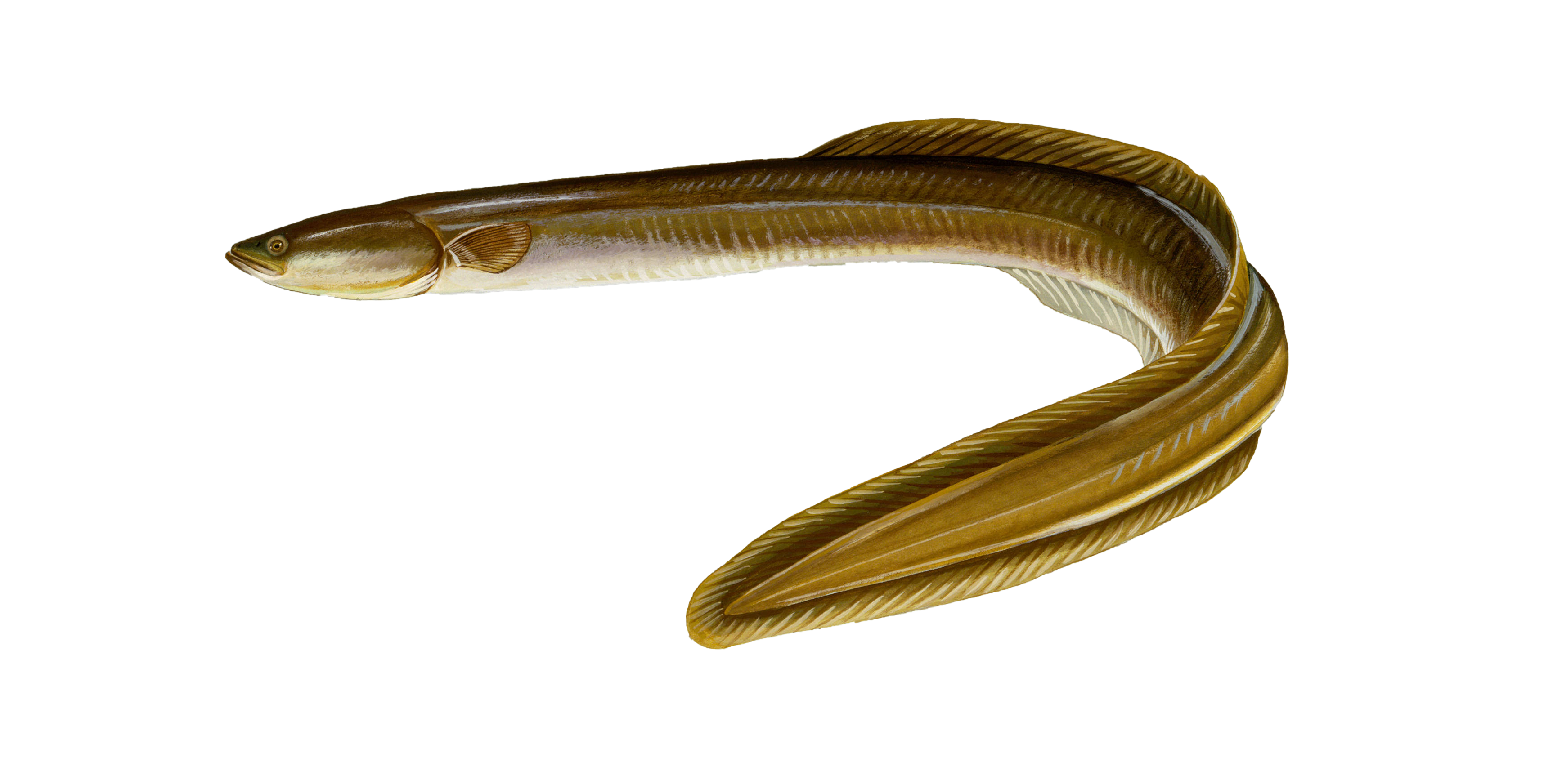 American Eel