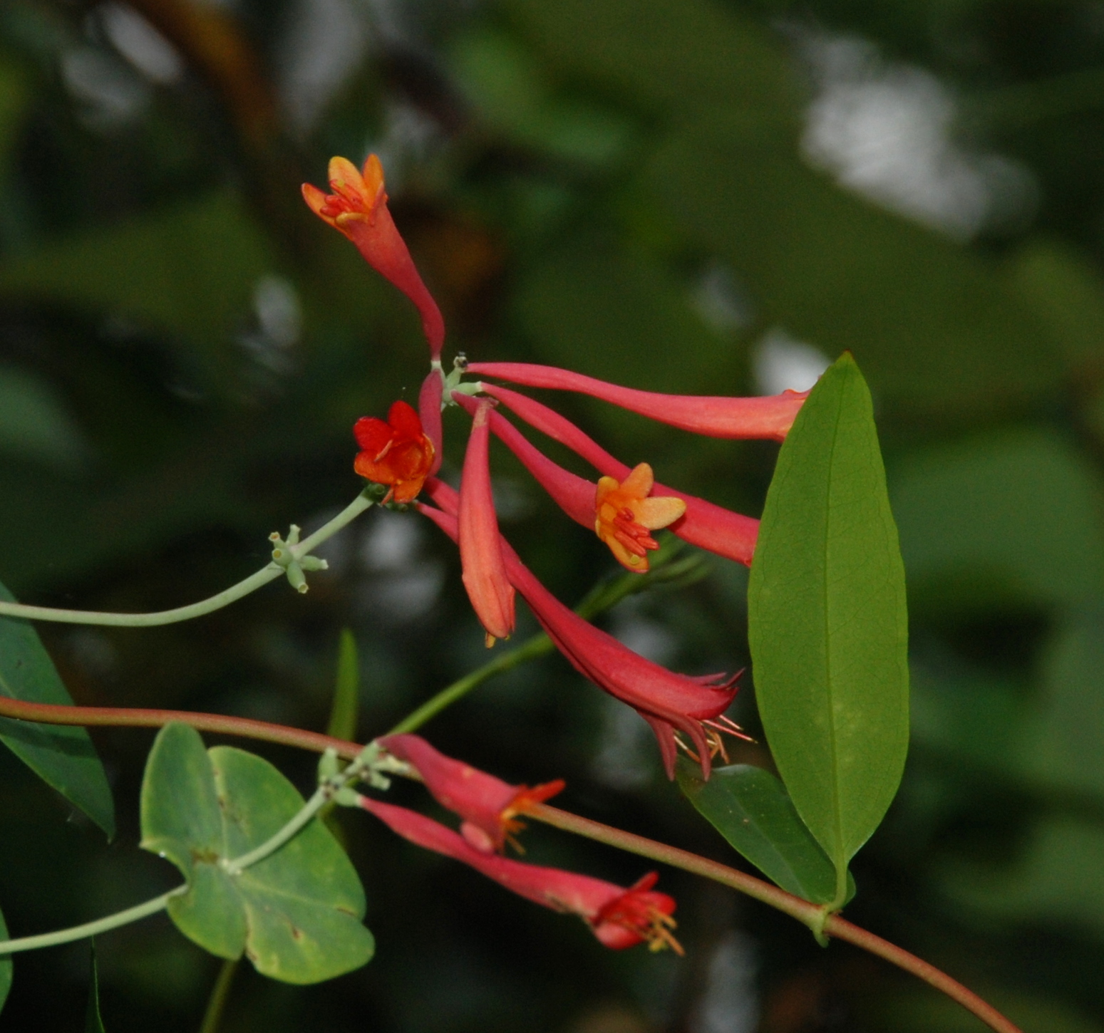 Coral Honeysuckle