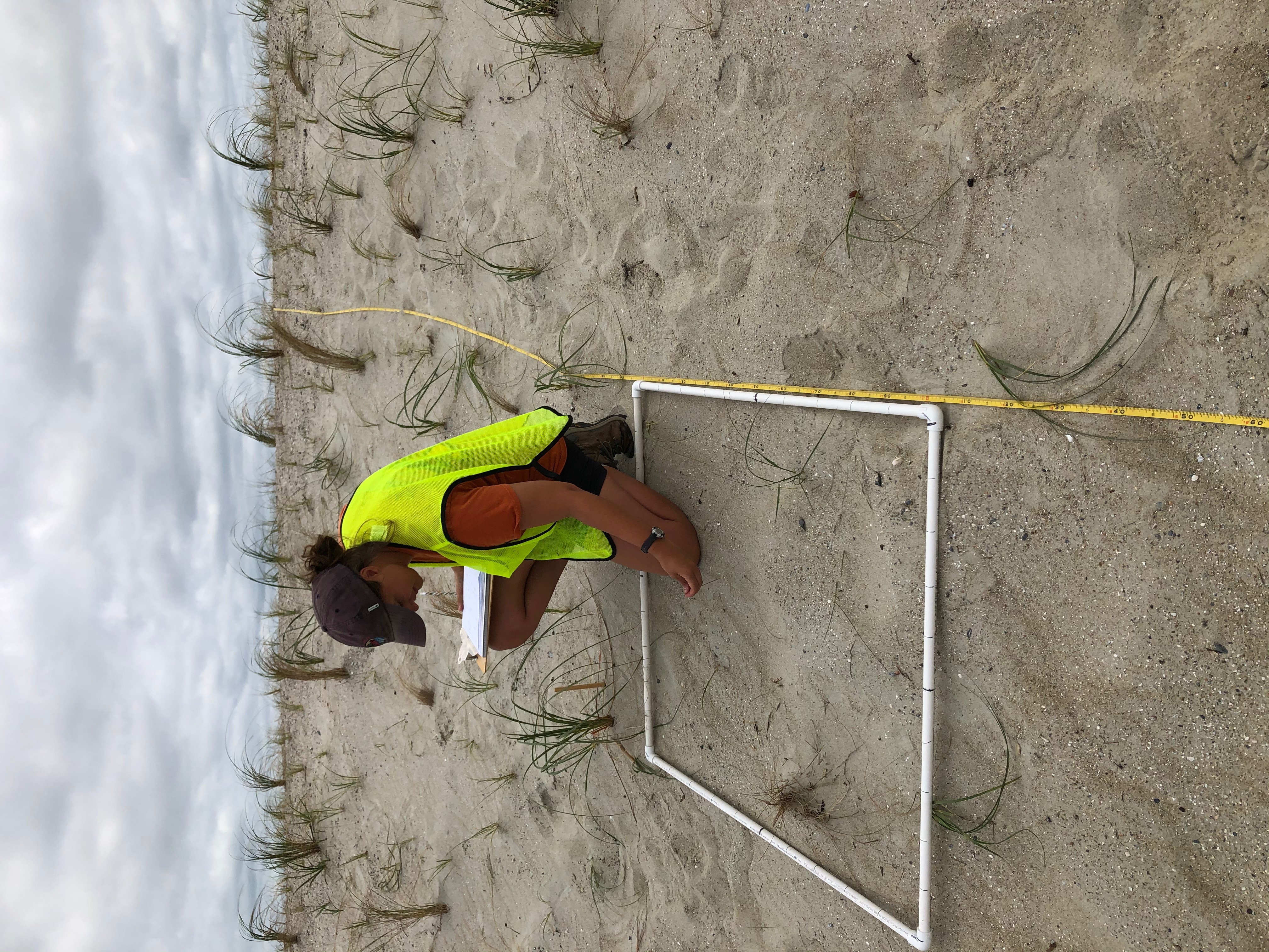 Dune vegetation monitoring