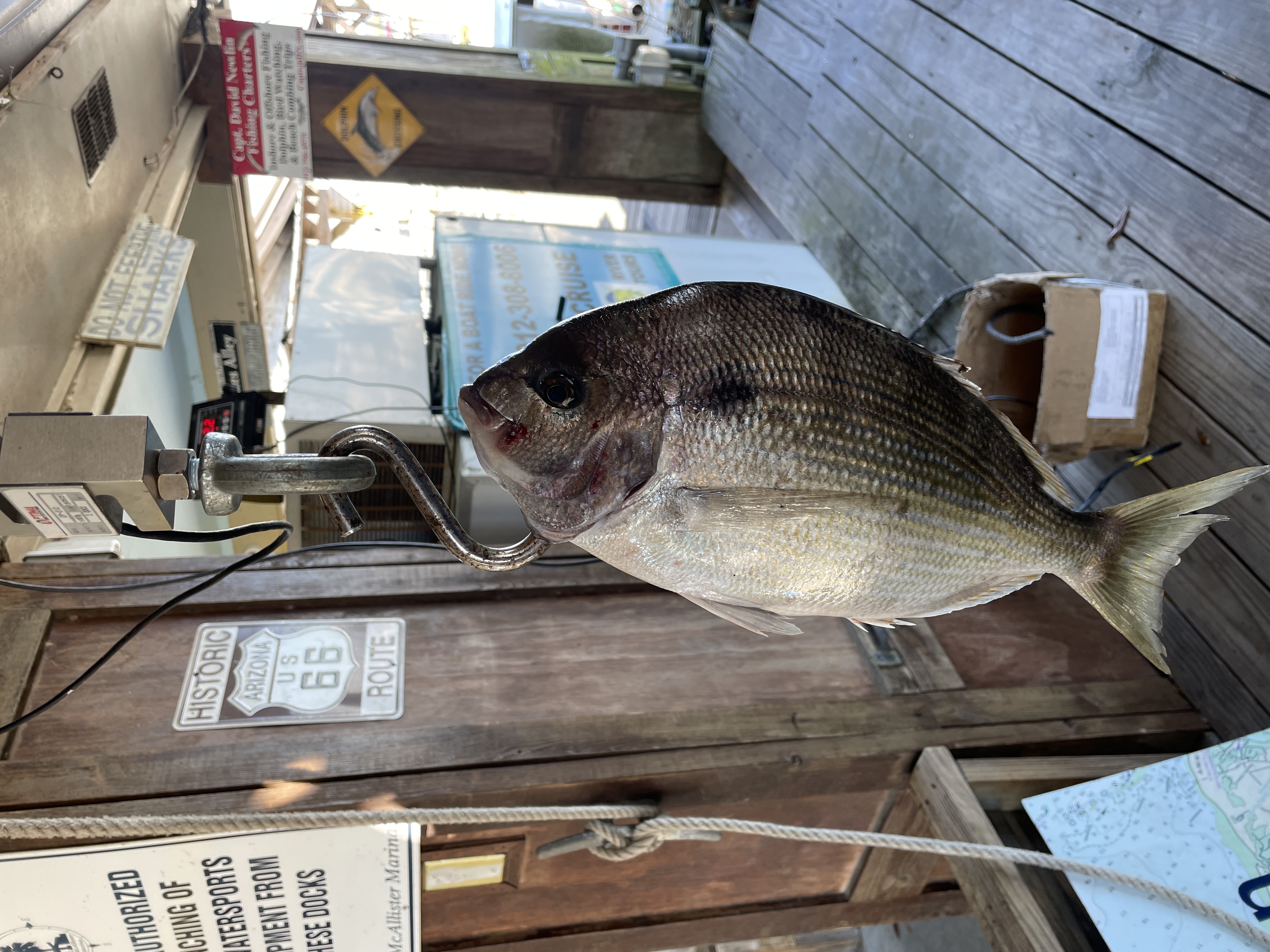 Pier Fishing: Live Bait Hooks a Record Catch! 