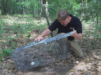 Checking Tegu Trap