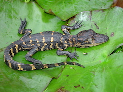 Juvenile Alligator