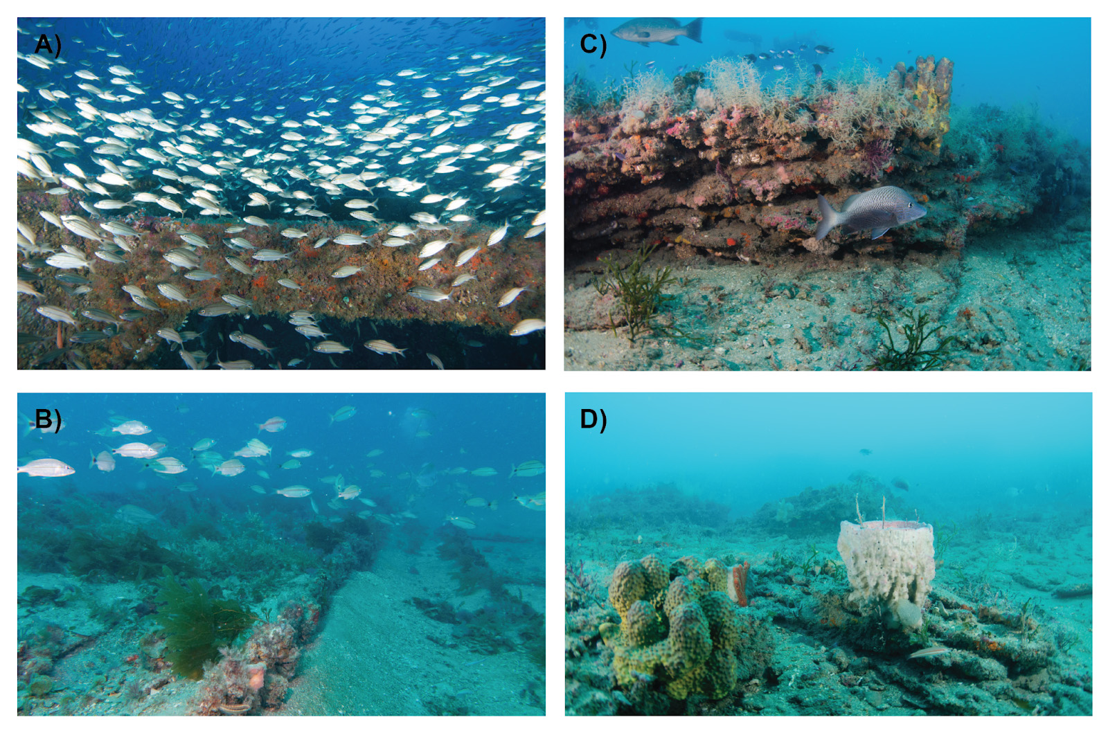 Underwater images of artificial reefs (A, B) and natural reefs (C, D) on the southeast US continental shelf. (A) Artificial reef created by a ship. (B) Artificial reef formed from a train boxcar. (C) High-relief rocky reef. (D) Low-relief rocky reef. Photos by John McCord/Coastal Studies Institute (A), Cory Ames/NCCOS (B), Dave Sybert (C, D). From Steward et al. 2022.