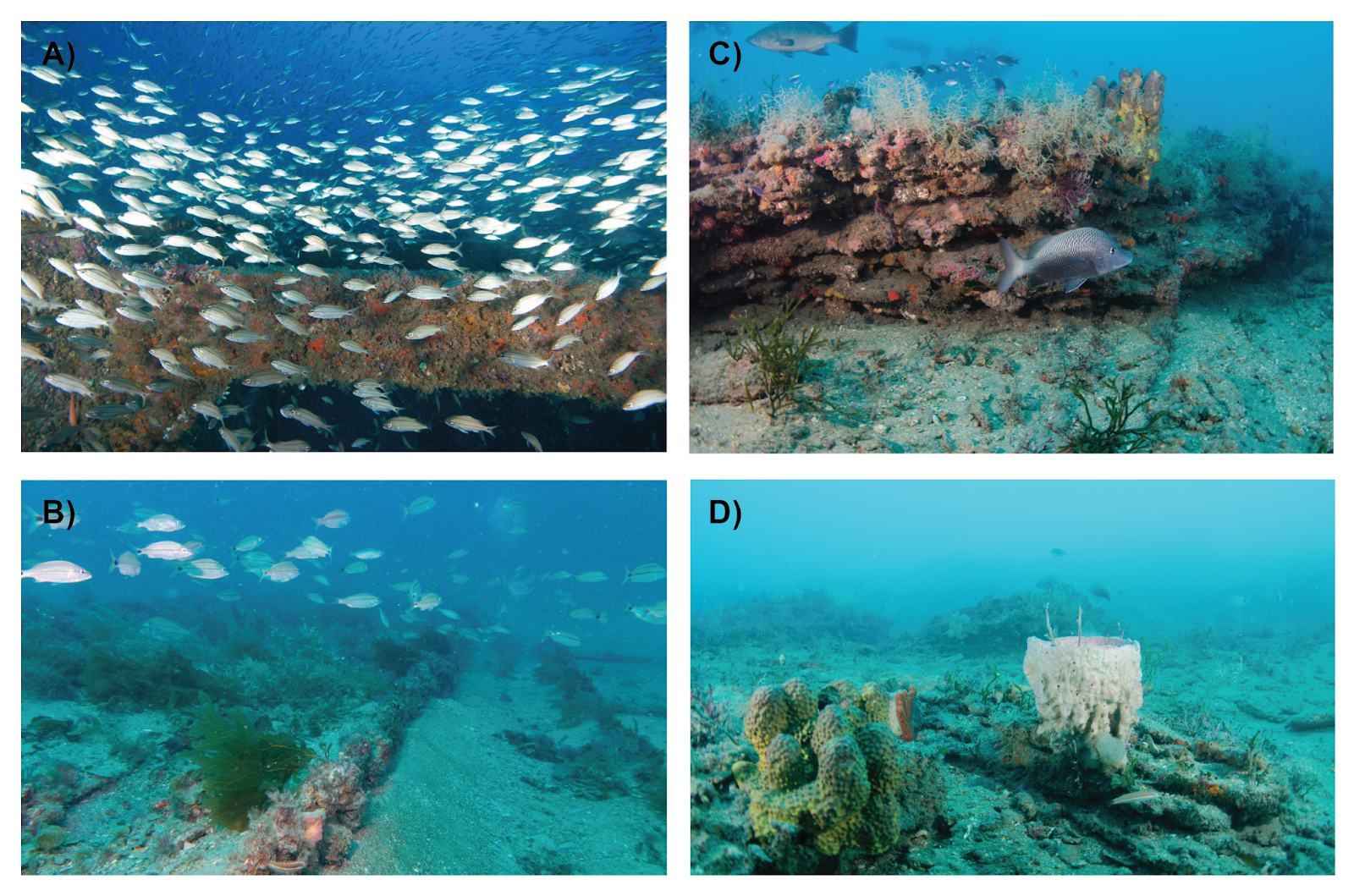 Underwater images of artificial reefs (A, B) and natural reefs (C, D) on the southeast US continental shelf. (A) Artificial reef created by a ship. (B) Artificial reef formed from a train boxcar. (C) High-relief rocky reef. (D) Low-relief rocky reef. Photos by John McCord/Coastal Studies Institute (A), Cory Ames/NCCOS (B), Dave Sybert (C, D). From Steward et al. 2022. 