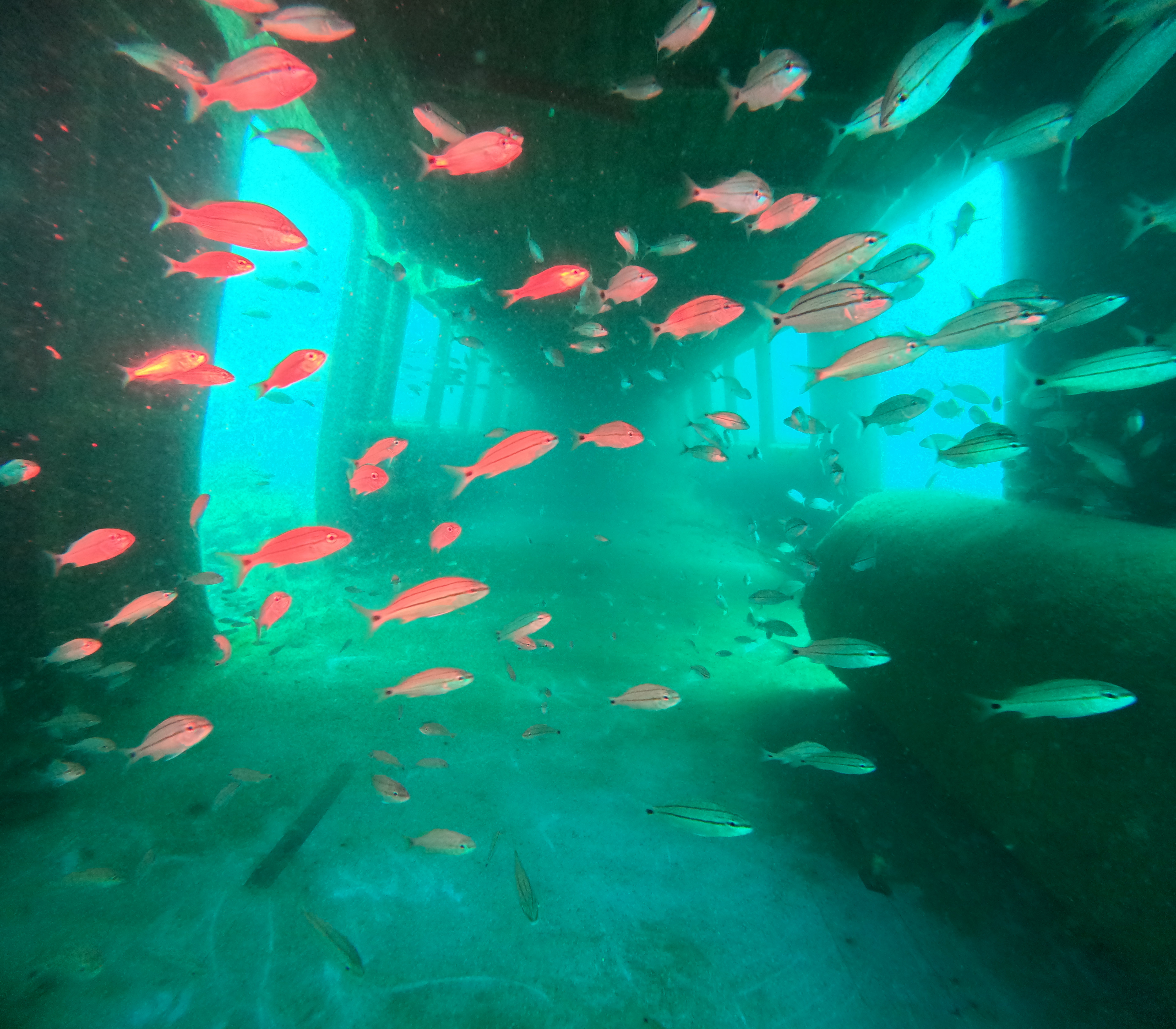 Submerged MARTA railcars are seen at Artificial Reef L during a dive July 30. 