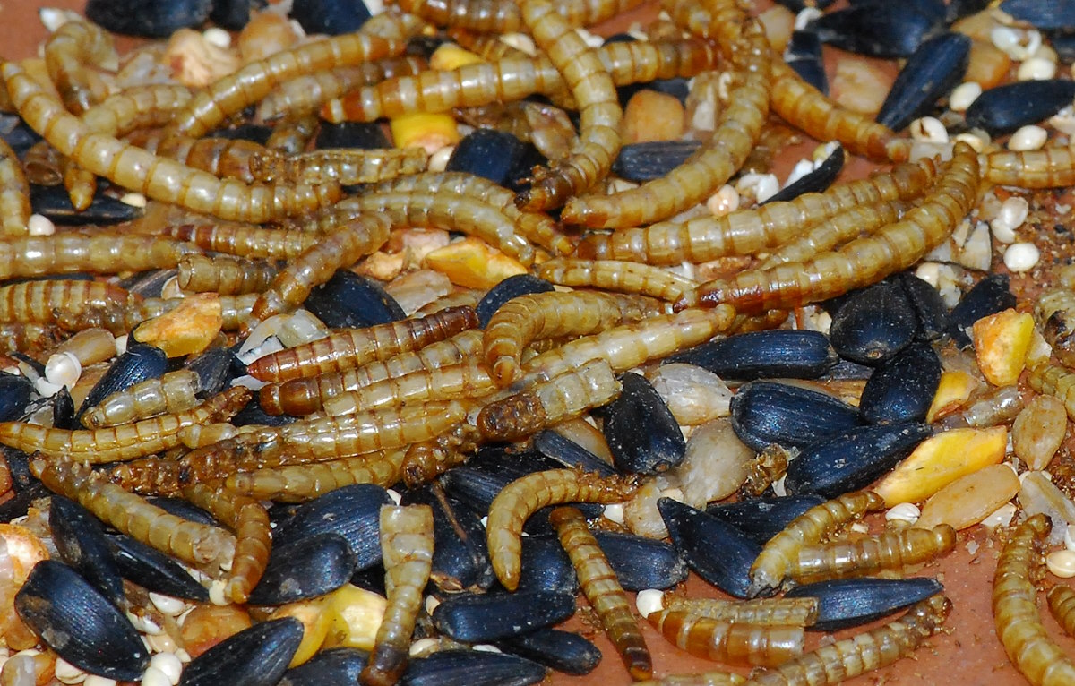 Mealworms mixed with black sunflower seeds spread out on a table.