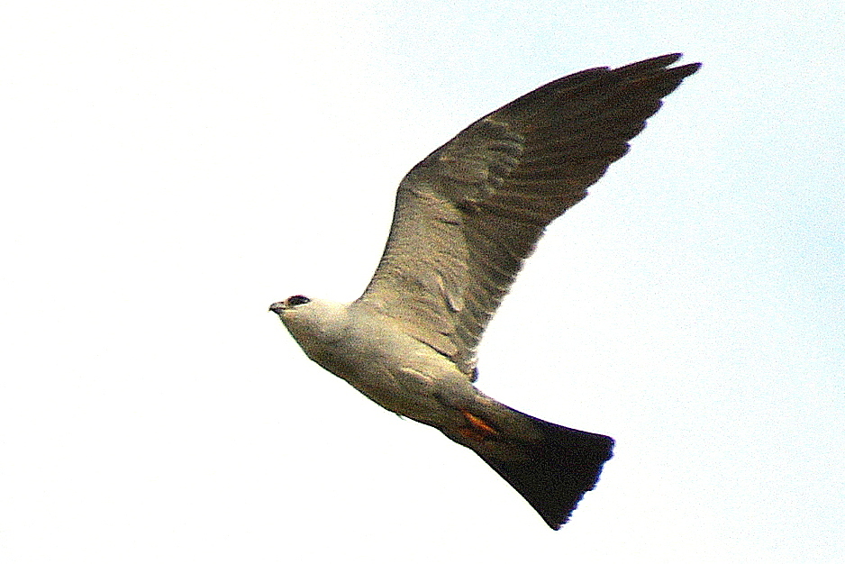 Mississippi Kite mid-air