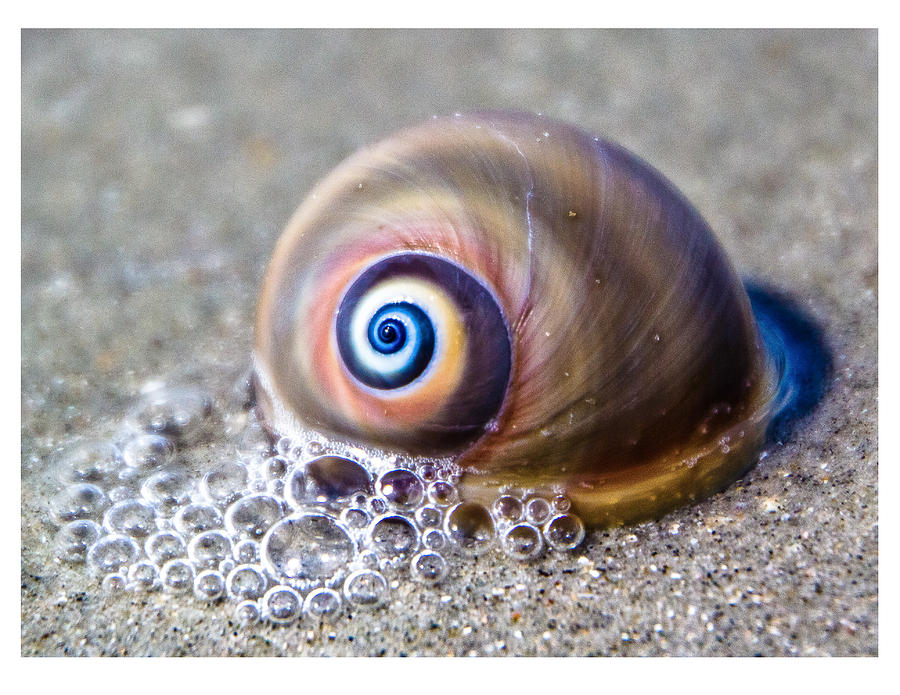 Moon Snail