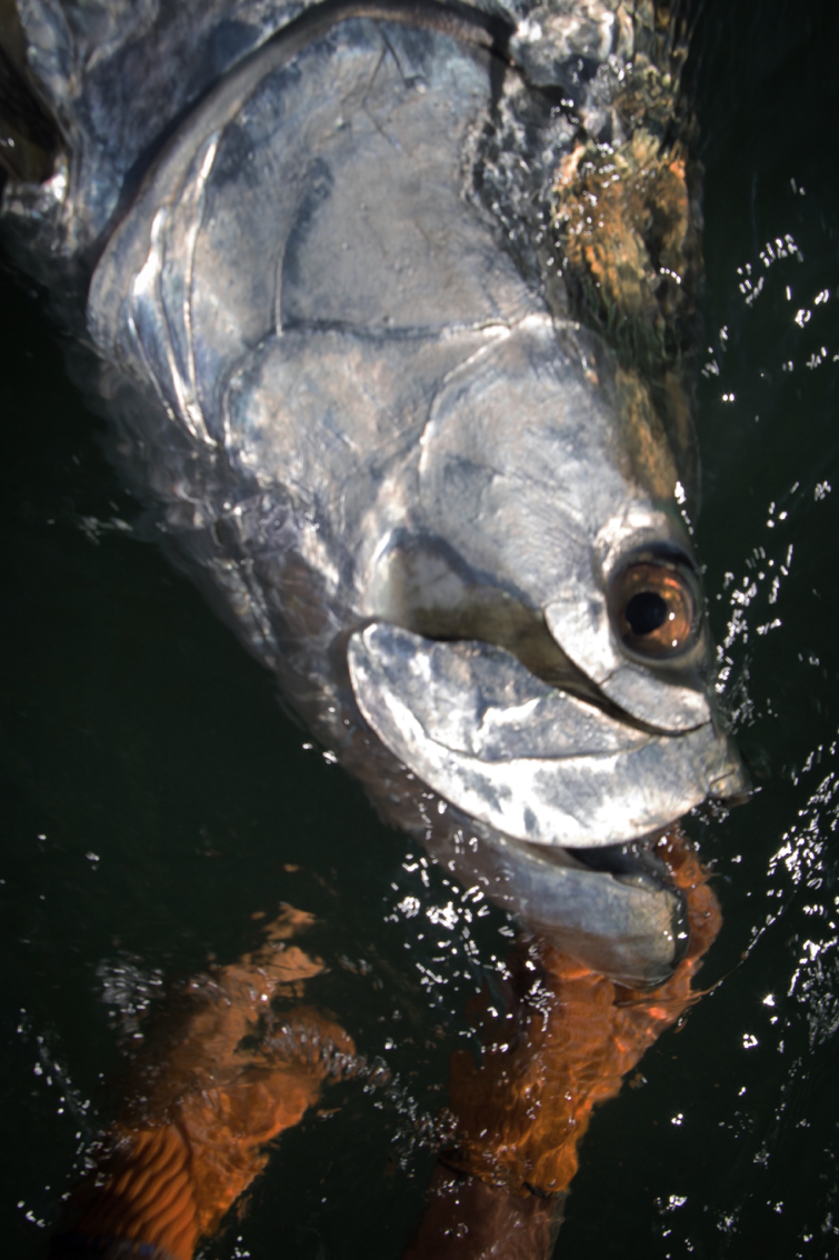 tarpon  New England On The Fly