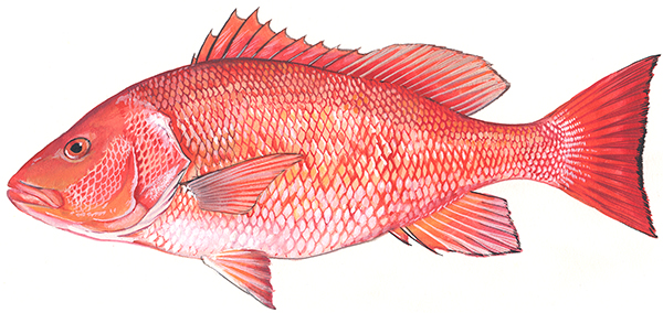 Illustration of Red Snapper