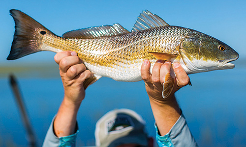 Red Drum photo by David Cannon.