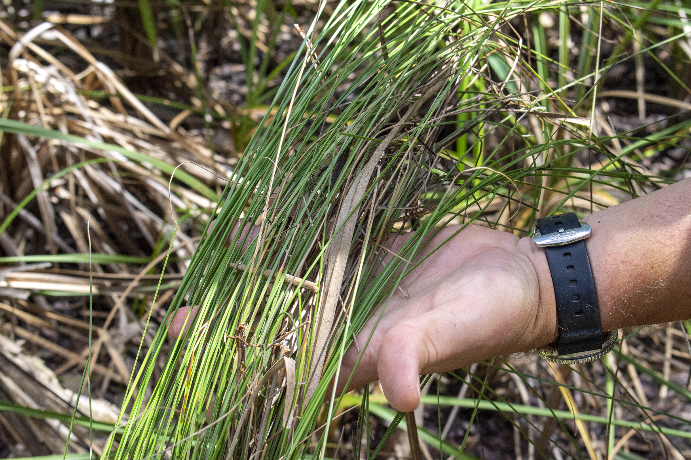 Saltmeadow Cordgrass