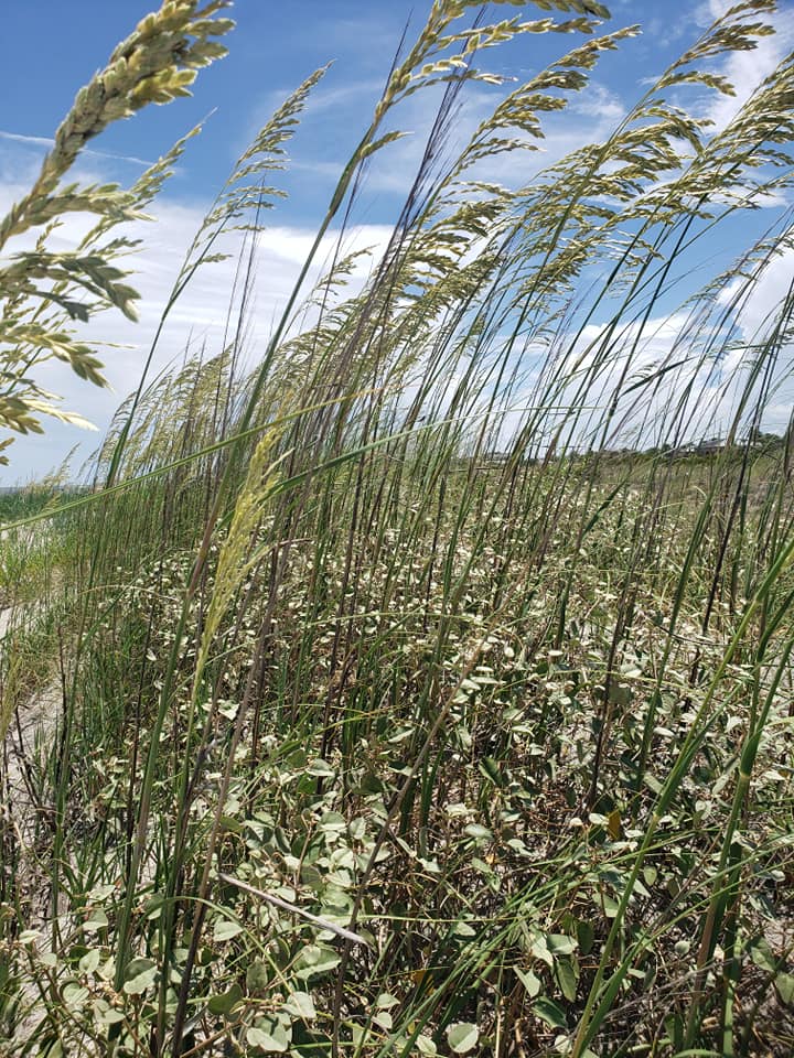 Sea Oats