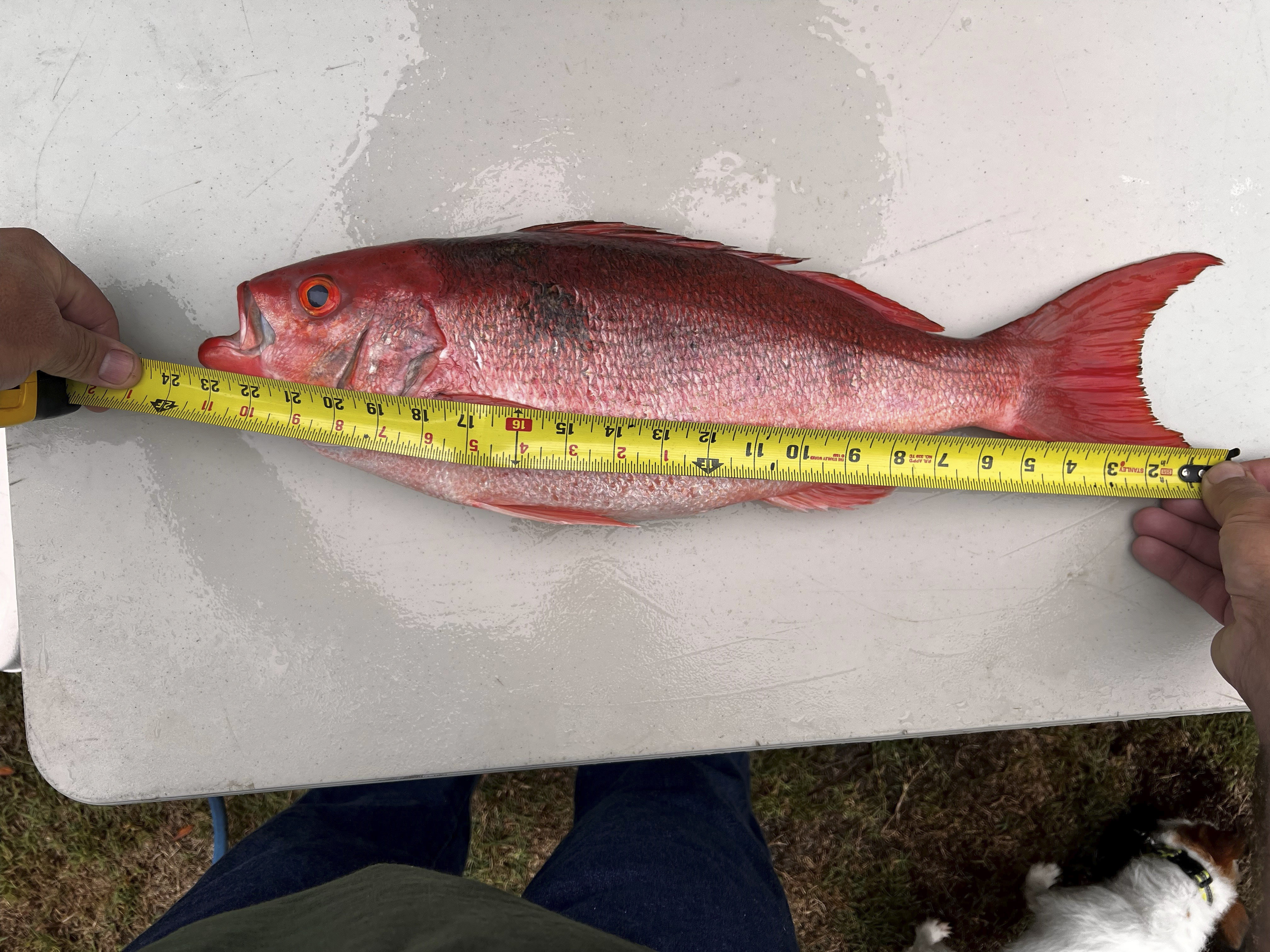 Brunswick woman lands new state record vermilion snapper