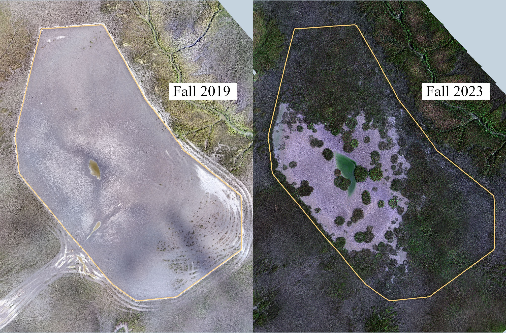 Aerial imagery of the Thin Layer Placement site collected via UAV several months after sediment placement was completed (Left) and four years later (Right).