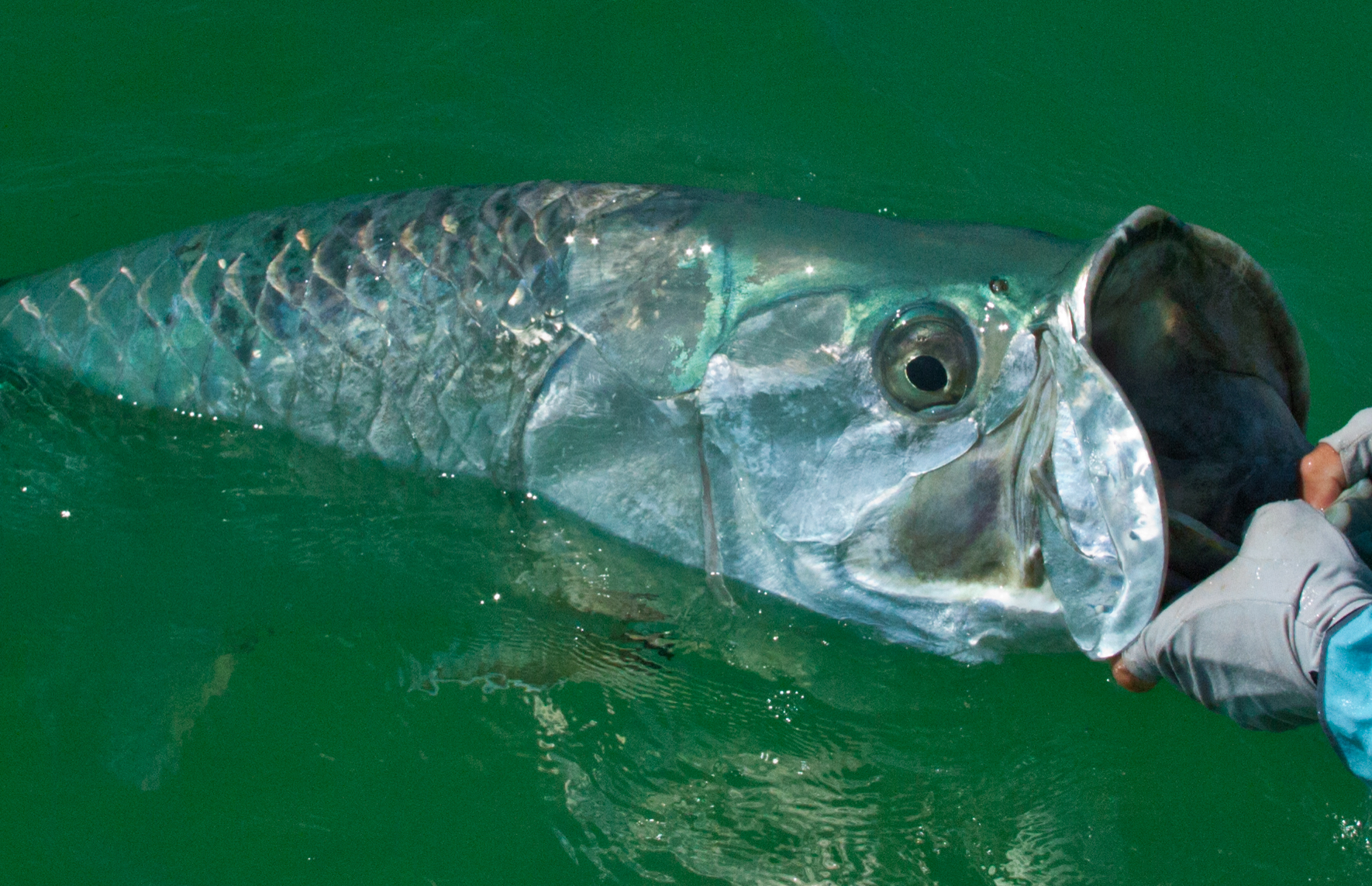 Photo by Aaron Adams/Bonefish & Tarpon Trust